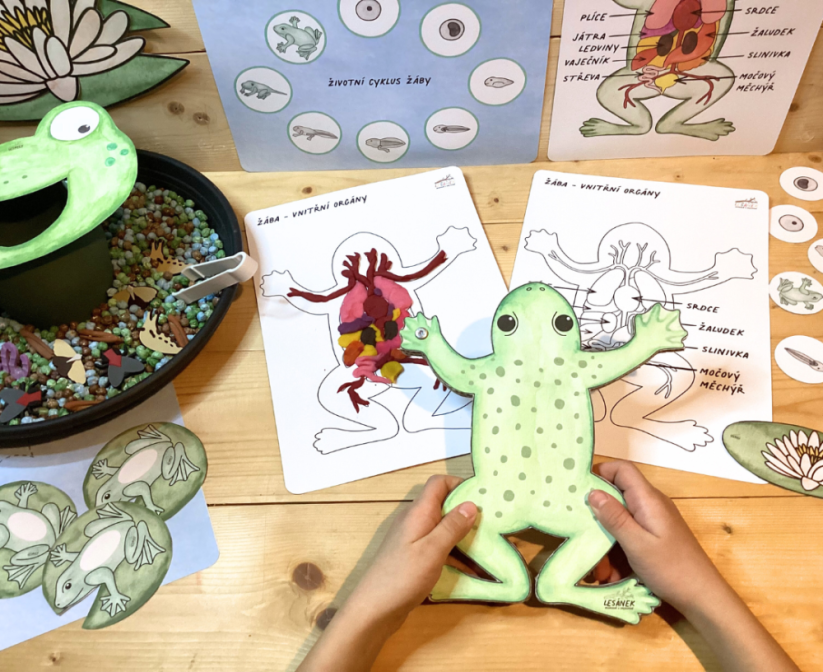 ŽABKA - senzorické hraní - PDF: POLOTOVAR 